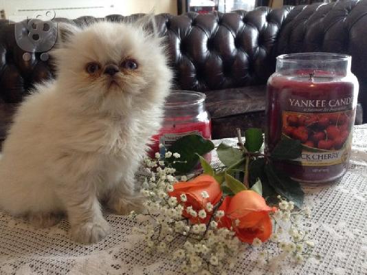 PoulaTo: PERSIAN KITTEN